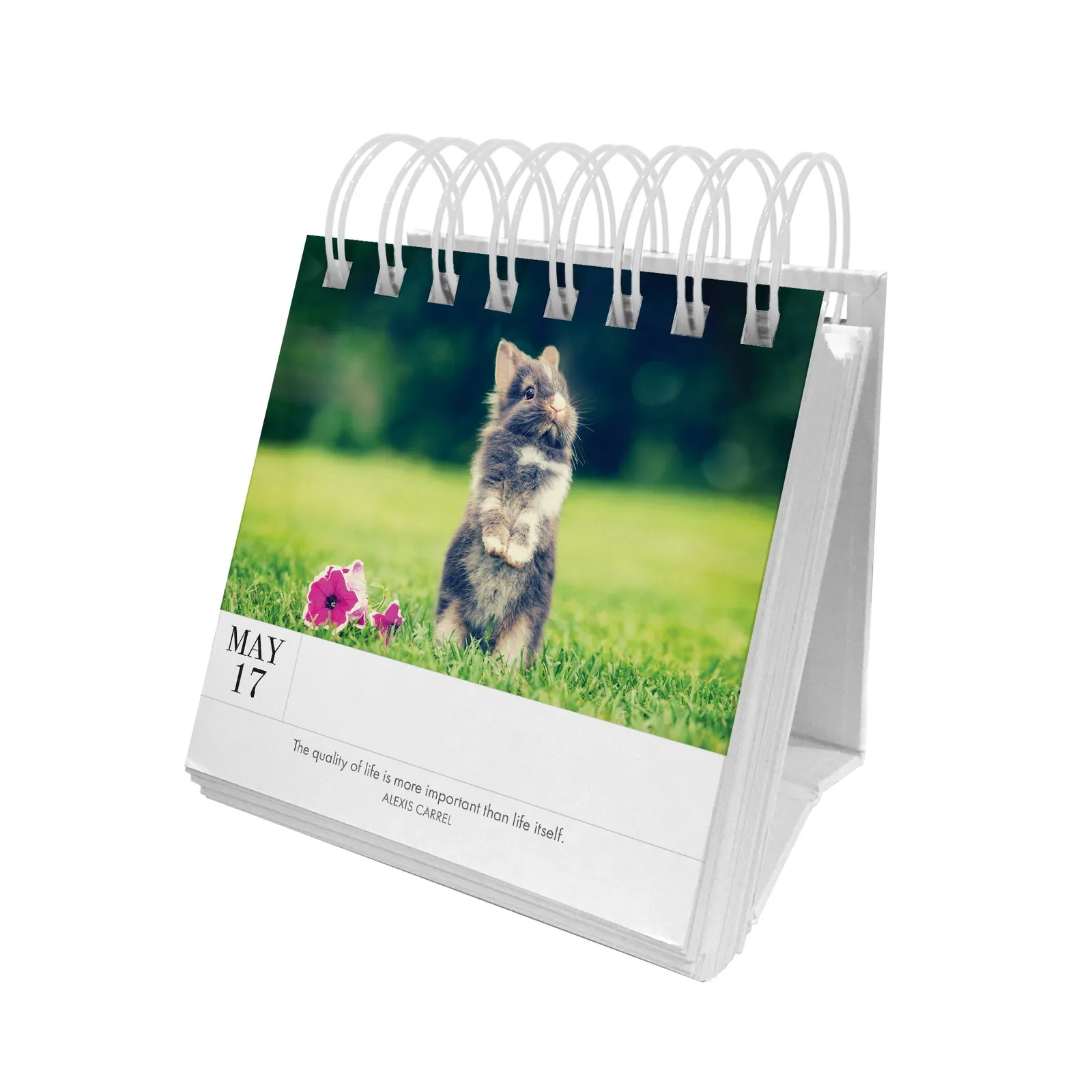 Animal 365 Calender